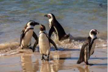 Boulders Beach Attractions by The Nest Accommodation 