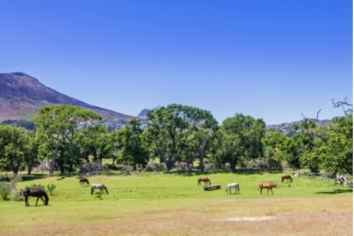Cape Point wine tasting by The Nest Accommodation 