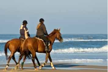 Horse Riding Attractions by The Nest Accommodation 